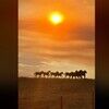 sunshineryan773